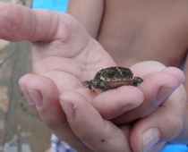 Compromiso con la Creación