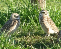 Galería Aves silvestres