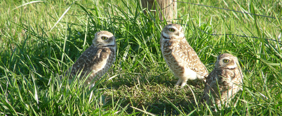 Observación de aves silvestres